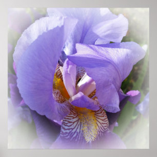 Poster iris pourpre