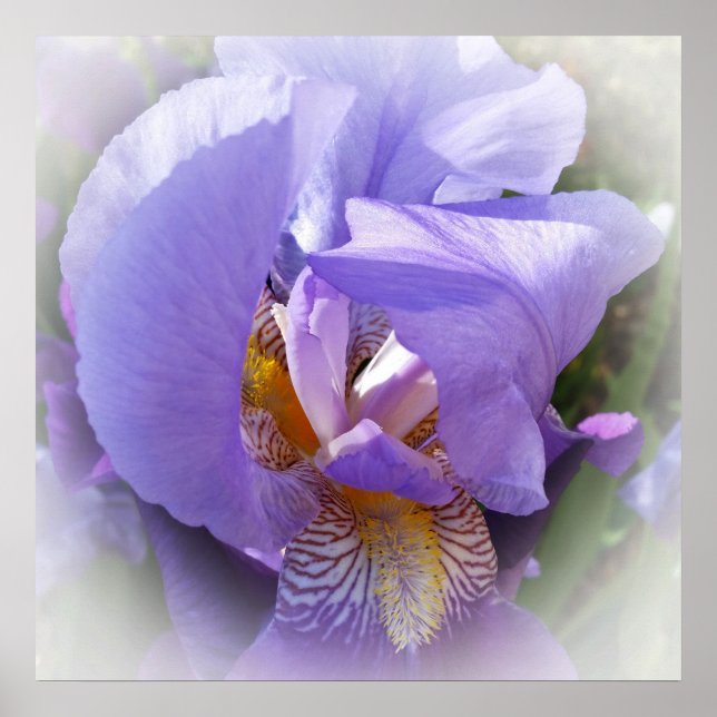 Poster iris pourpre (Devant)