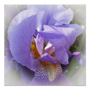 Poster iris pourpre