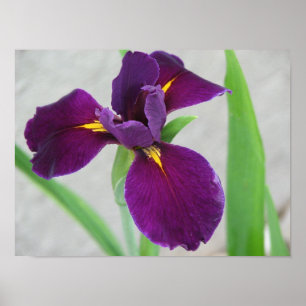 Poster Iris pourpre