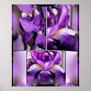 Poster Iris pourpre