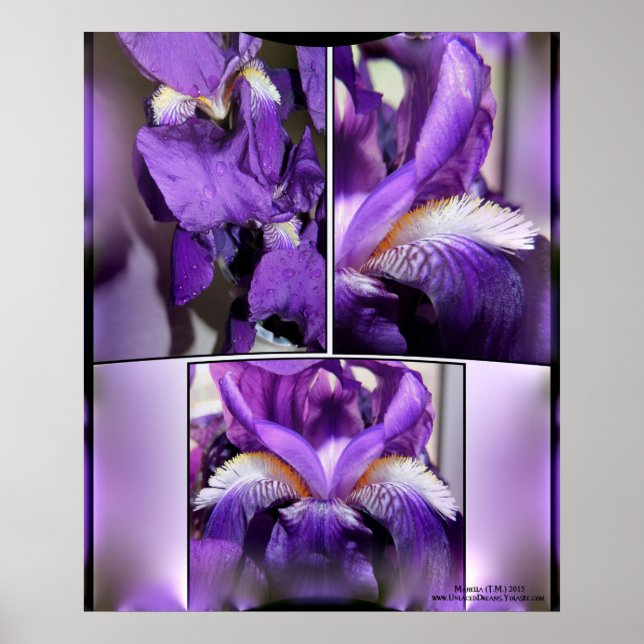 Poster Iris pourpre (Devant)