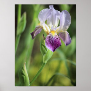 Poster Iris pourpre dans le soleil