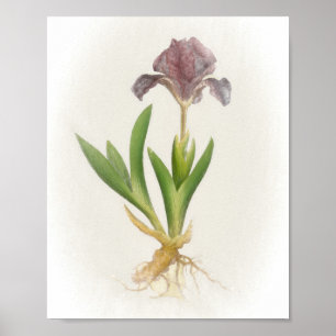 Poster Iris Pumila Floral Print