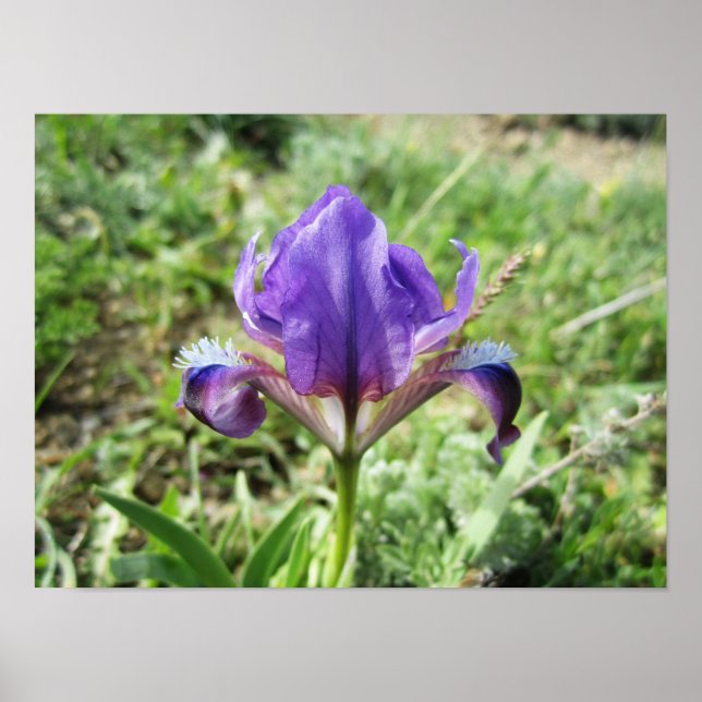 Poster Iris sauvage (Devant)