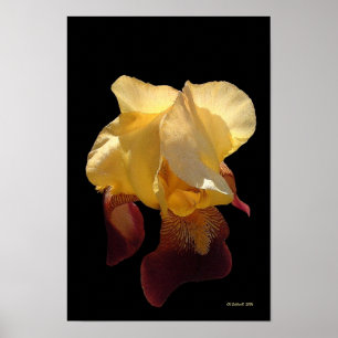 Poster Iris translucide
