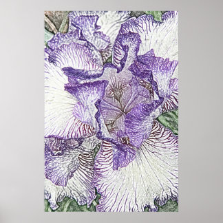 Poster Iris violet et blanc de l'affiche ci-dessus