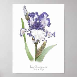 Poster Iris violet rouillé Imprimer