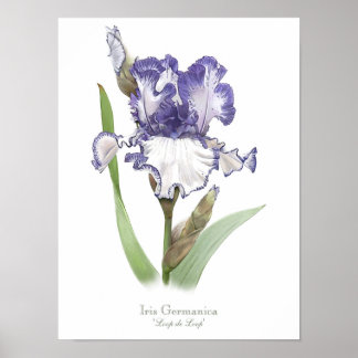Poster Iris violet rouillé Imprimer