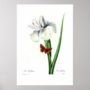 Poster Iris xipheum
