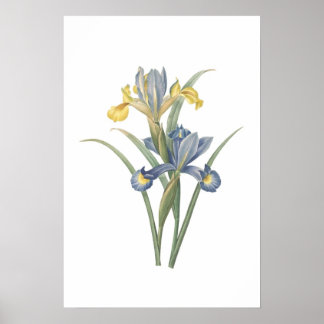 Poster Iris Xiphium