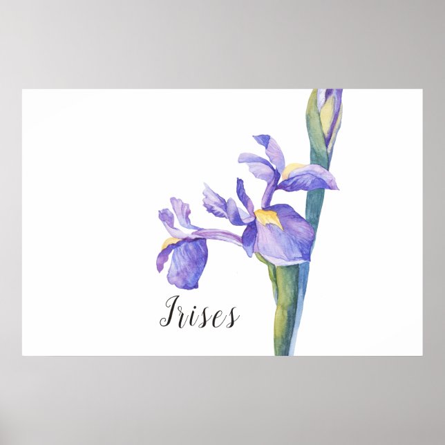 Poster Irises aquarelle Floral (Devant)