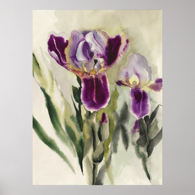 Poster Irises aquarelle peinture (Devant)