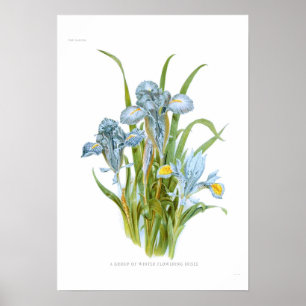 Poster Irises d'hiver
