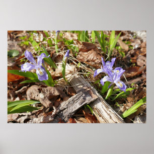 Poster Irises miniatures sauvages