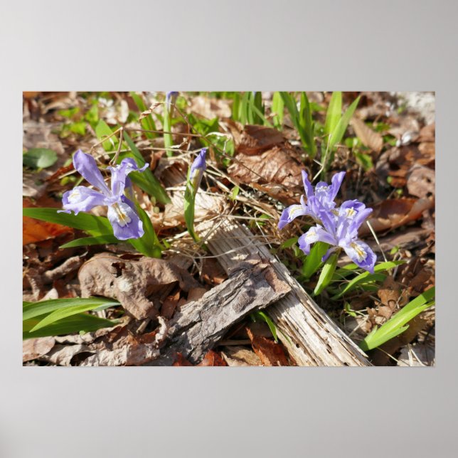 Poster Irises miniatures sauvages (Devant)
