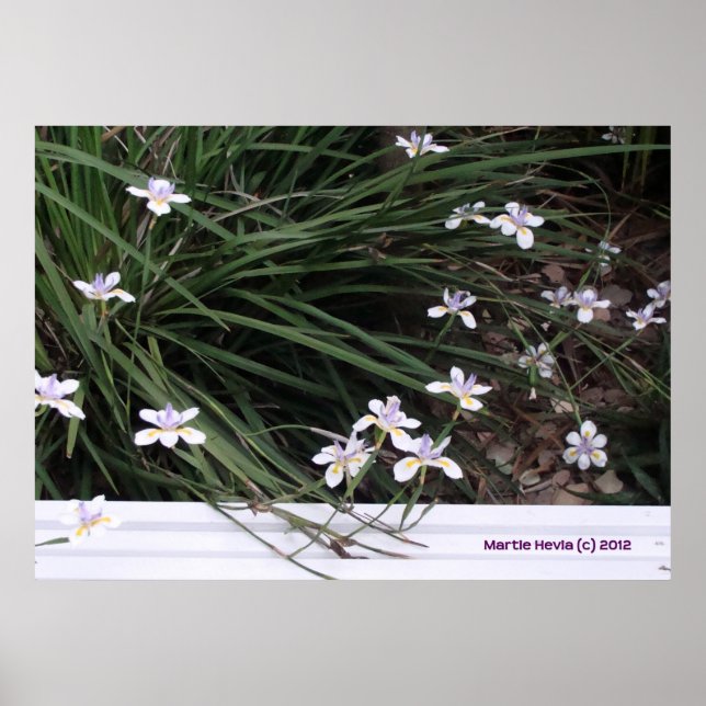 Poster Irises papillons (Devant)