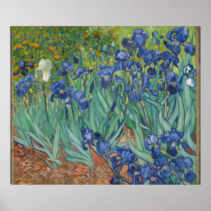 Poster Irises par Vincent Van Gogh