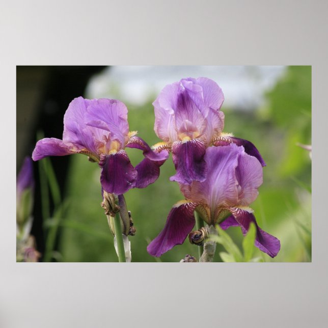 Poster Irises pourpres ! (Devant)