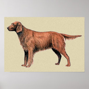 Poster irish setter