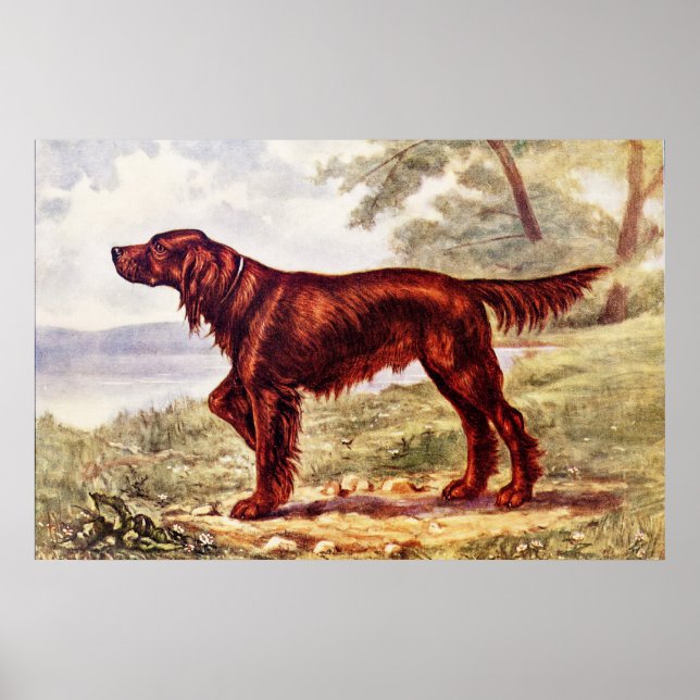Poster Irish Setter 1900 (Devant)