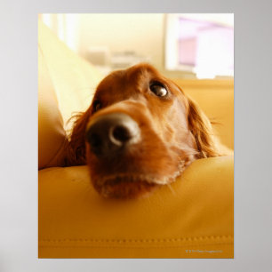 Poster Irish Setter sur canapé