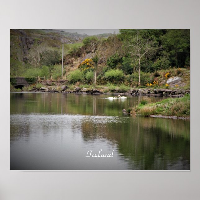 Poster Irlande, Comté Cork, Lac, Cygnes, Photographie (Devant)
