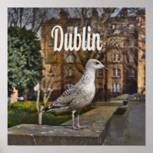 Poster Irlande de Dublin Bird sur mur de briques