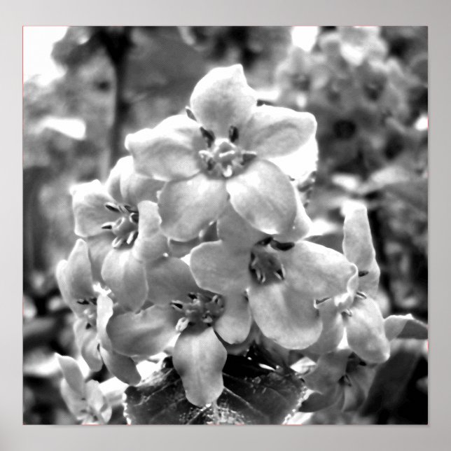 Poster Irlande Fleurs (Devant)