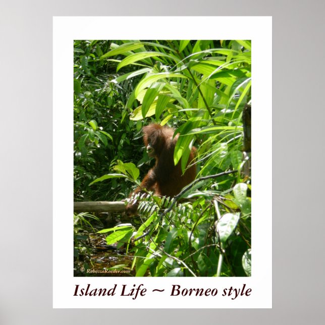 Poster Island Life ~ Style Borneo (Devant)