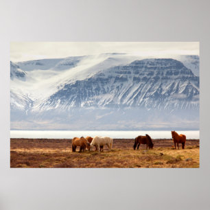 POSTER ISLANDE