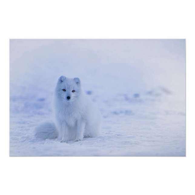 Poster Islande Renard arctique (Devant)