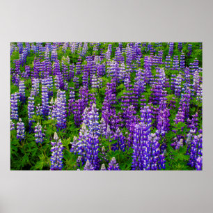 Poster Islande. Vik i Myrdal. Champ de Lupines