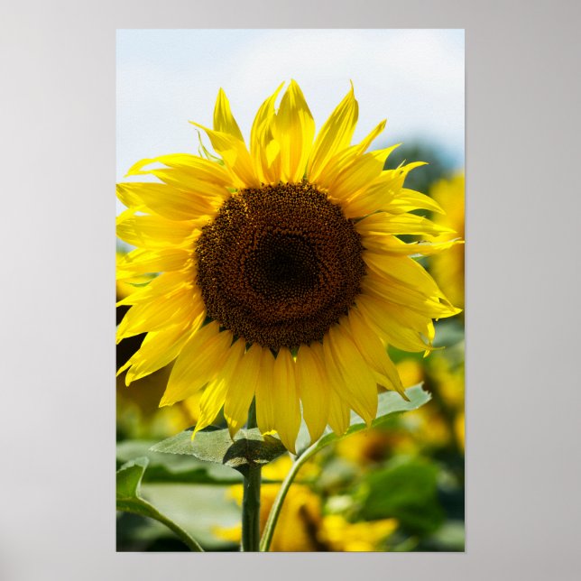Poster - Isolierte Sonnenblume (Vorne)