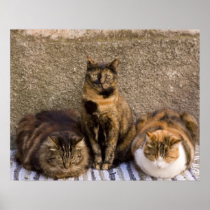 Poster Italie, Cinque Terre, Vernazza. Trois chats à côté