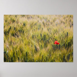 Poster Italie, Toscane, Coquelicot solitaire dans le blé 