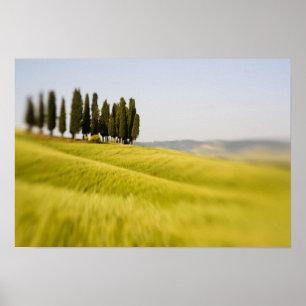 Poster Italie Toscane, Focus sélectif Cyprès Arbres