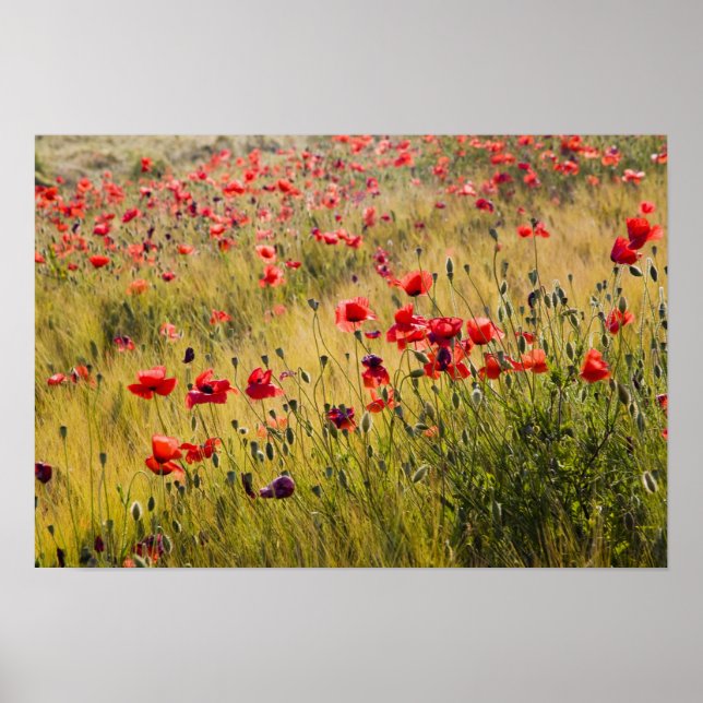 Poster Italie, Toscane, Poppies dans le champ de blé de p (Devant)