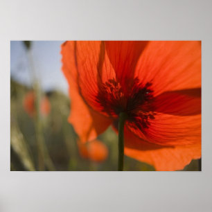 Poster Italie, Toscane, tartes d'été en Toscane