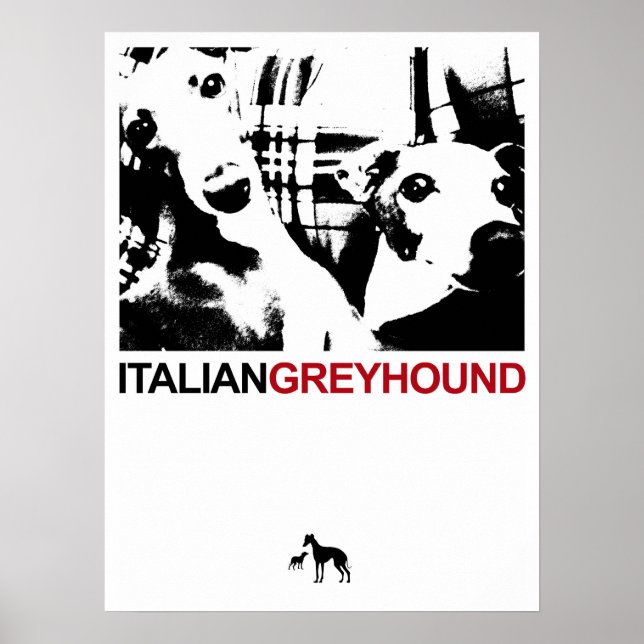 Poster Italien Greyhound White (Devant)