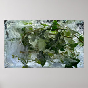 Poster Ivy glacé,