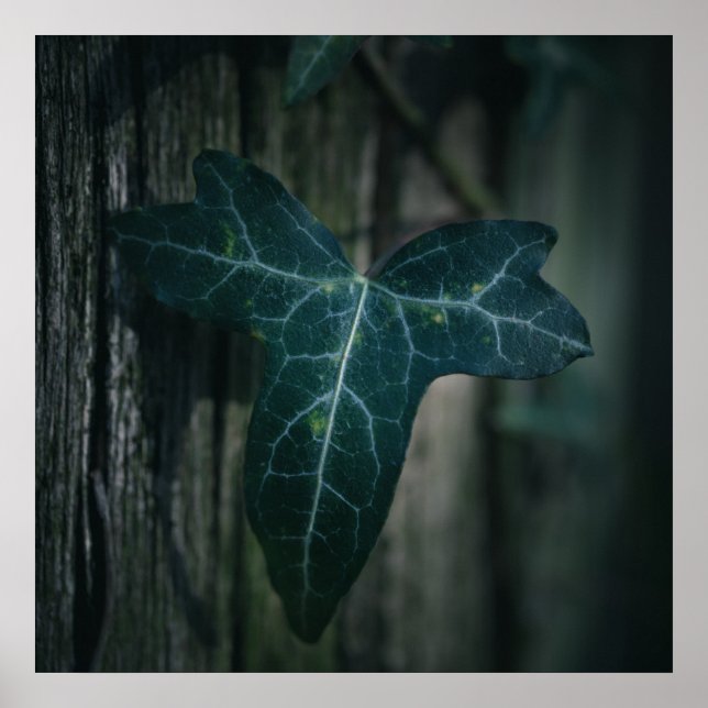 Poster Ivy Leaf Nature Photo (Devant)