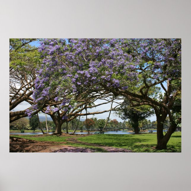 Poster Jacaranda en fleurs (Devant)