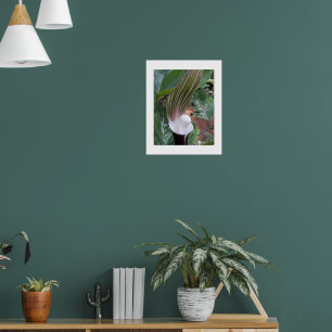 Poster Jack-in-the-Pulpit Plante Photographie florale