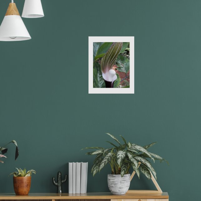 Poster Jack-in-the-Pulpit Plante Photographie florale (Salon 1)