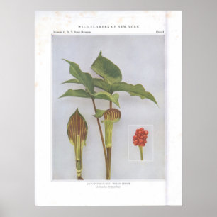Poster Jack-in-the-Pulpit; Turnip indien