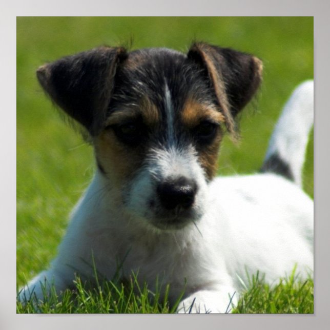 Poster Jack Russell Puppy Imprimer (Devant)