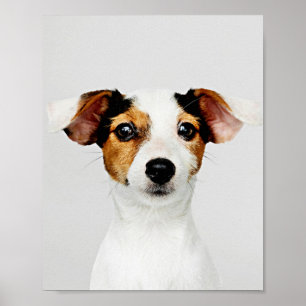 Poster Jack Russell Retriever