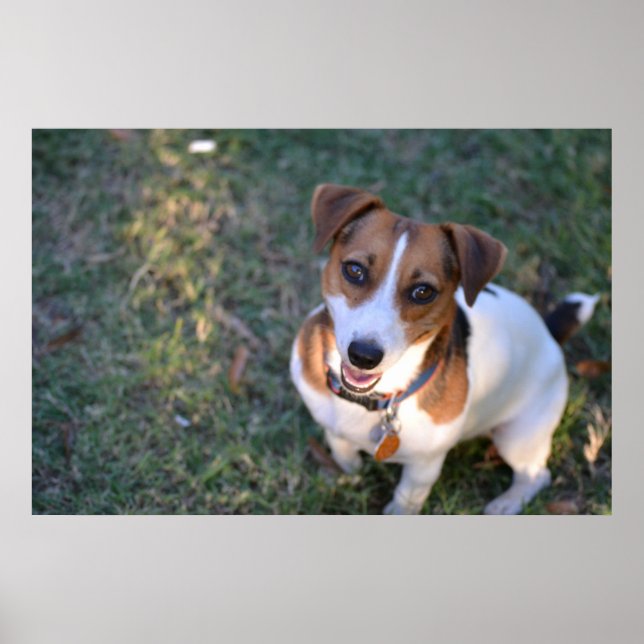 Poster Jack Russell Terrier souriant (Devant)