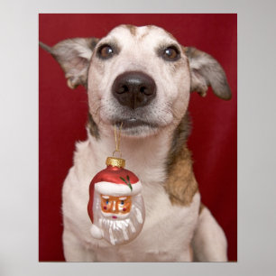 Poster Jack Russell Terrier tenant l'ornement de Noël